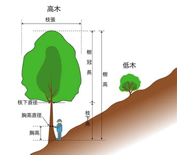 樹冠位置|錯誤樹冠位置的後果